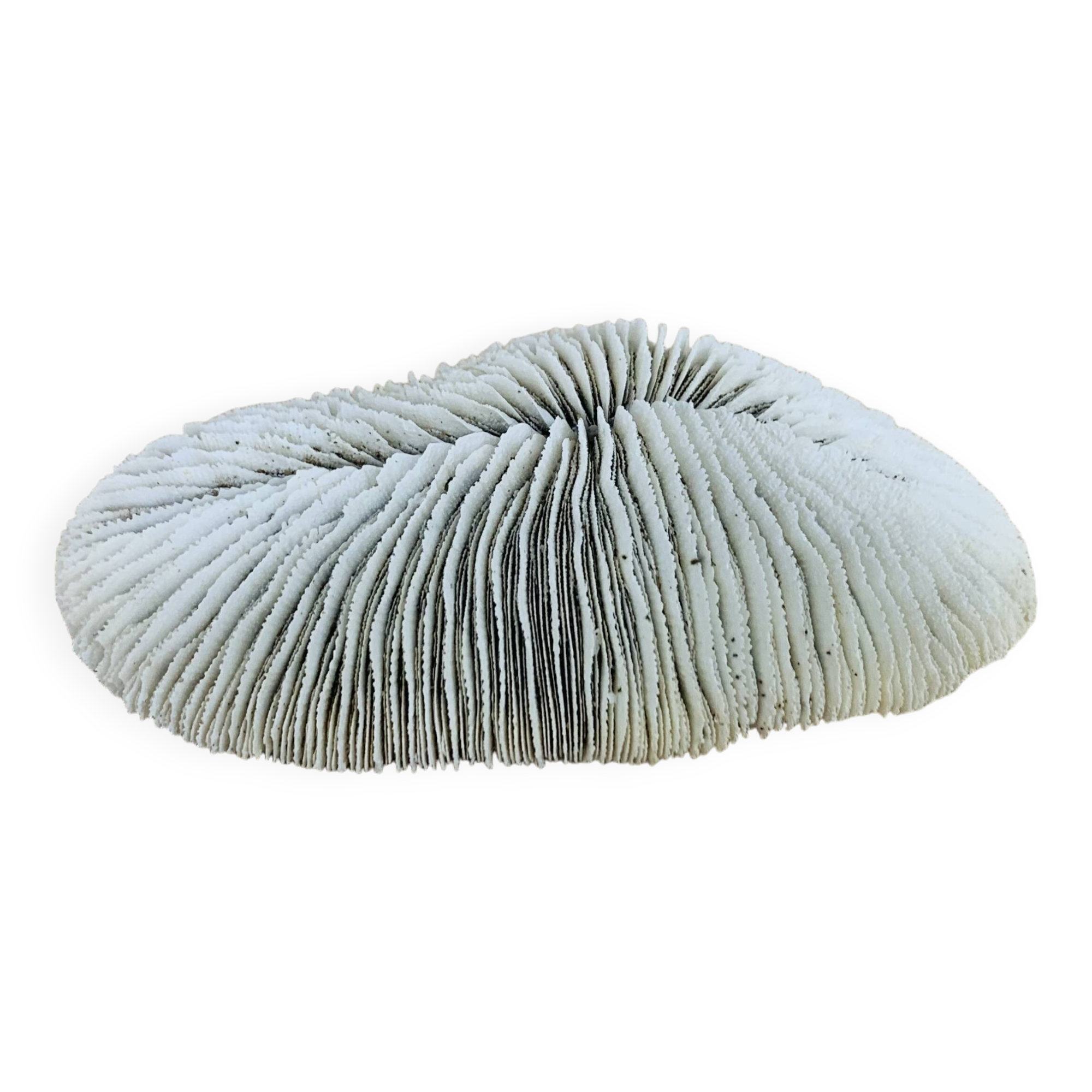 Natural White Fungia Coral
