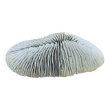 Natural White Fungia Coral