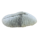 Natural White Fungia Coral