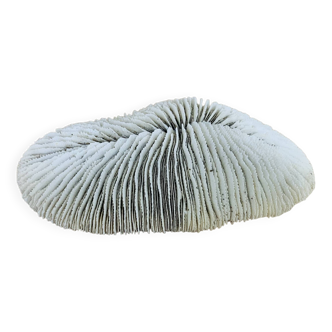 Natural White Fungia Coral