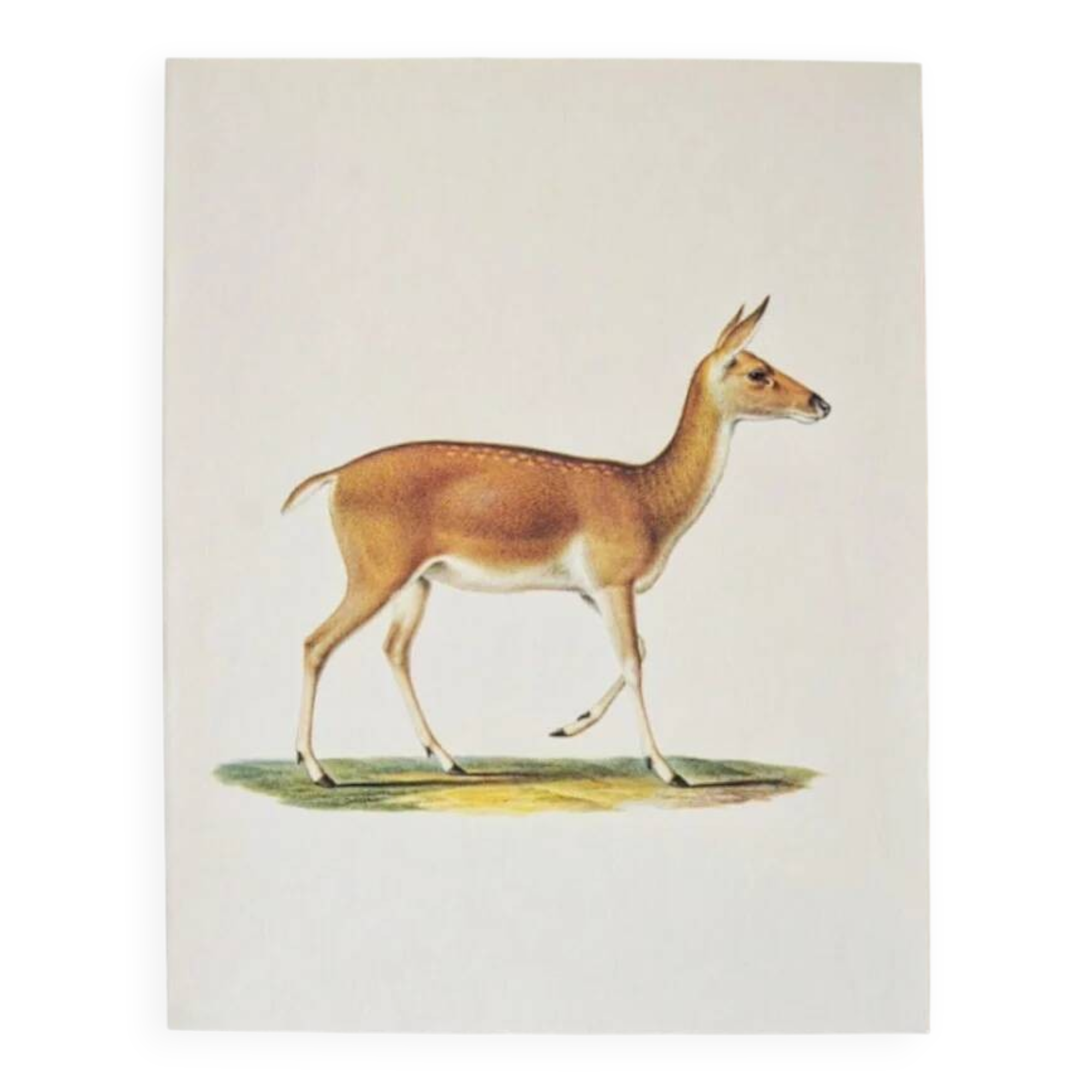 Bestiary plates from the Natural History Museum The doe
