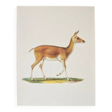 Bestiary plates from the Natural History Museum The doe