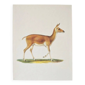 Bestiary plates from the Natural History Museum The doe