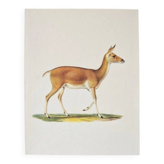 Bestiary plates from the Natural History Museum The doe