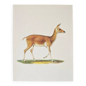 Bestiary plates from the Natural History Museum The doe