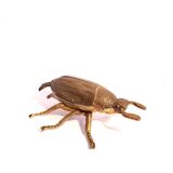 Ashtray with lid in the shape of a beetle in gilt bronze