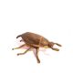 Ashtray with lid in the shape of a beetle in gilt bronze