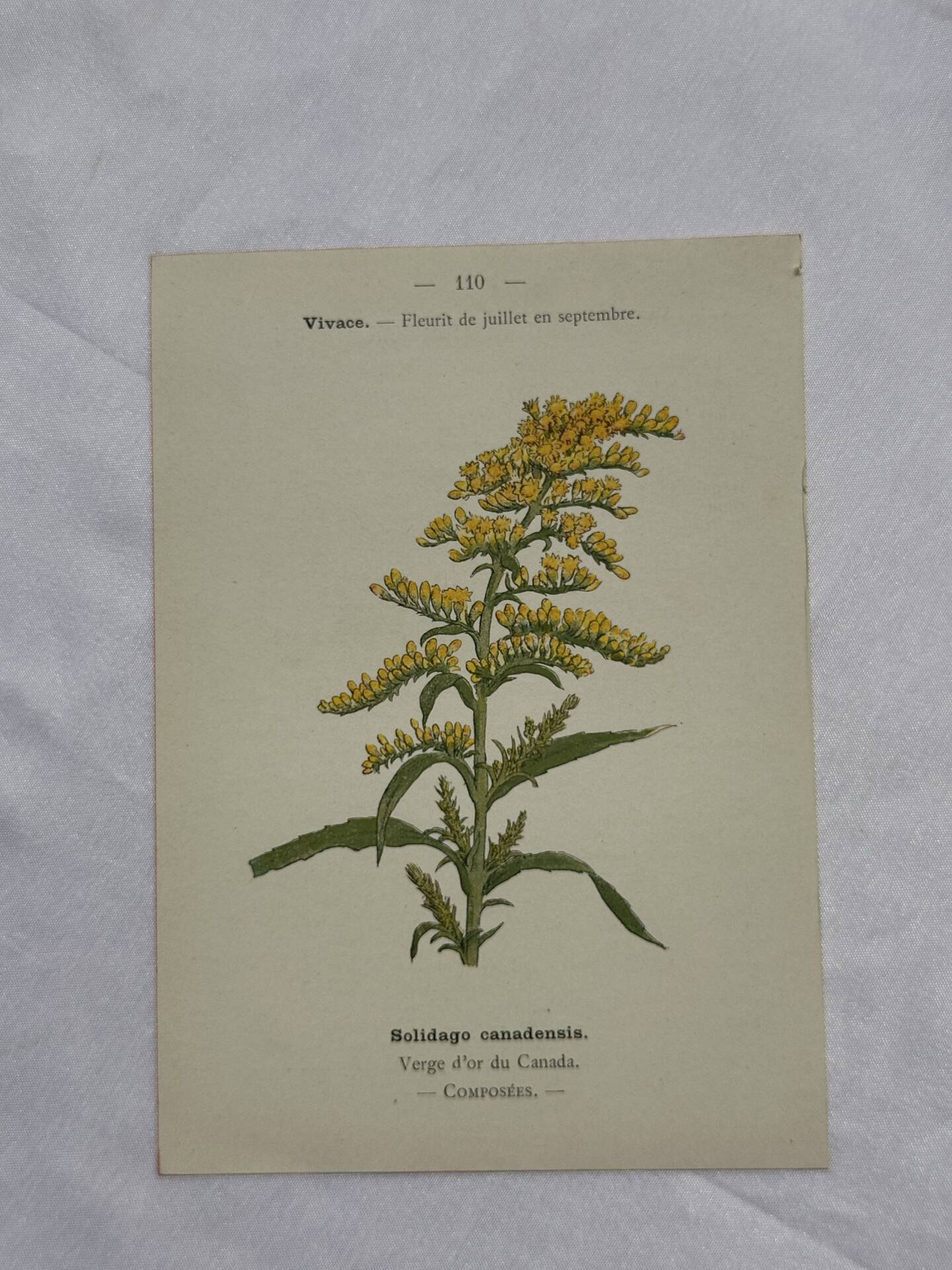 Planche botanique, gravure naturaliste, 19ème