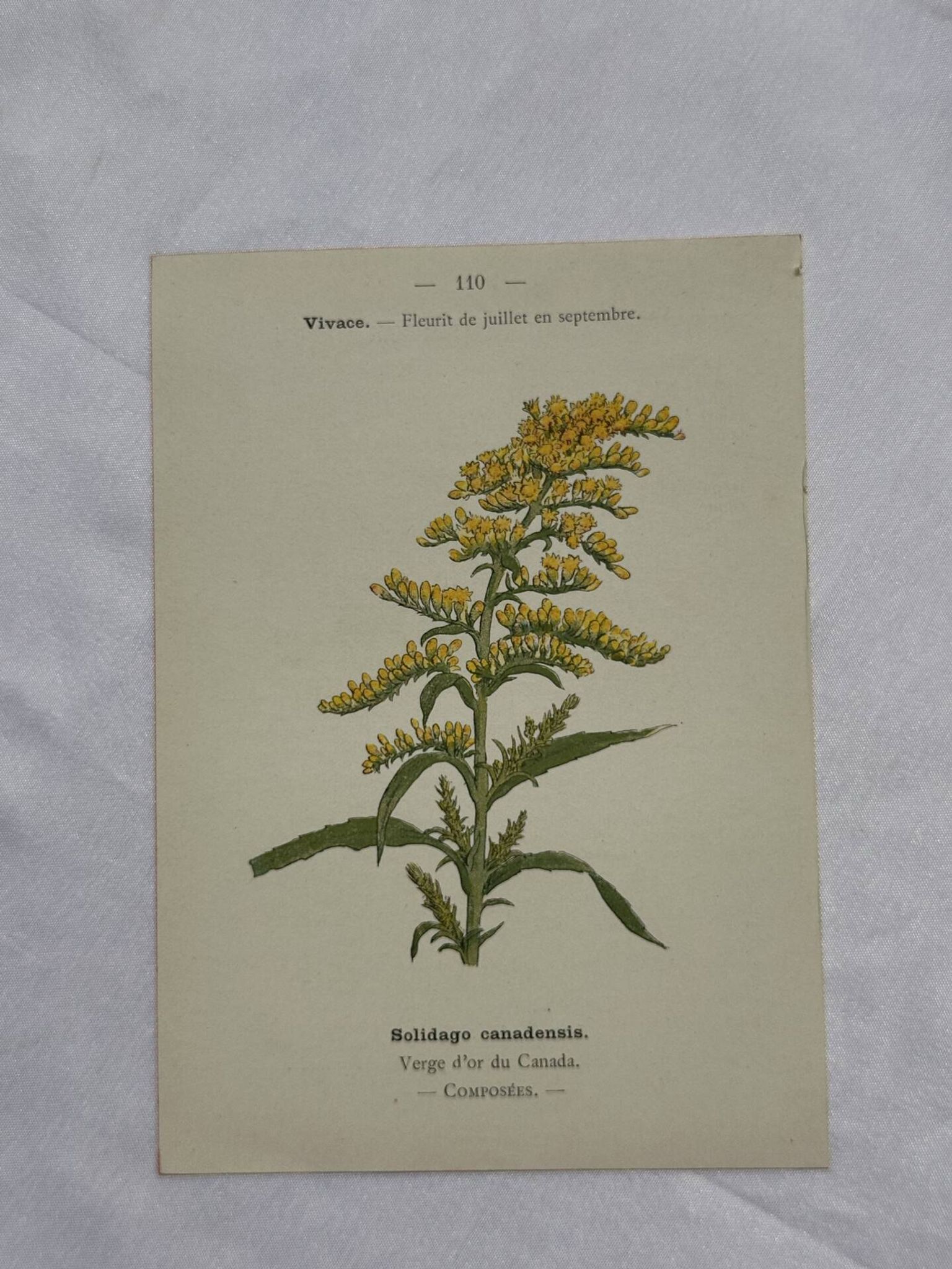 Planche botanique, gravure naturaliste, 19ème
