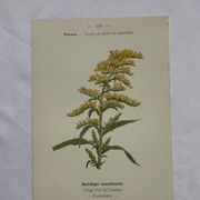 Planche botanique, gravure naturaliste, 19ème