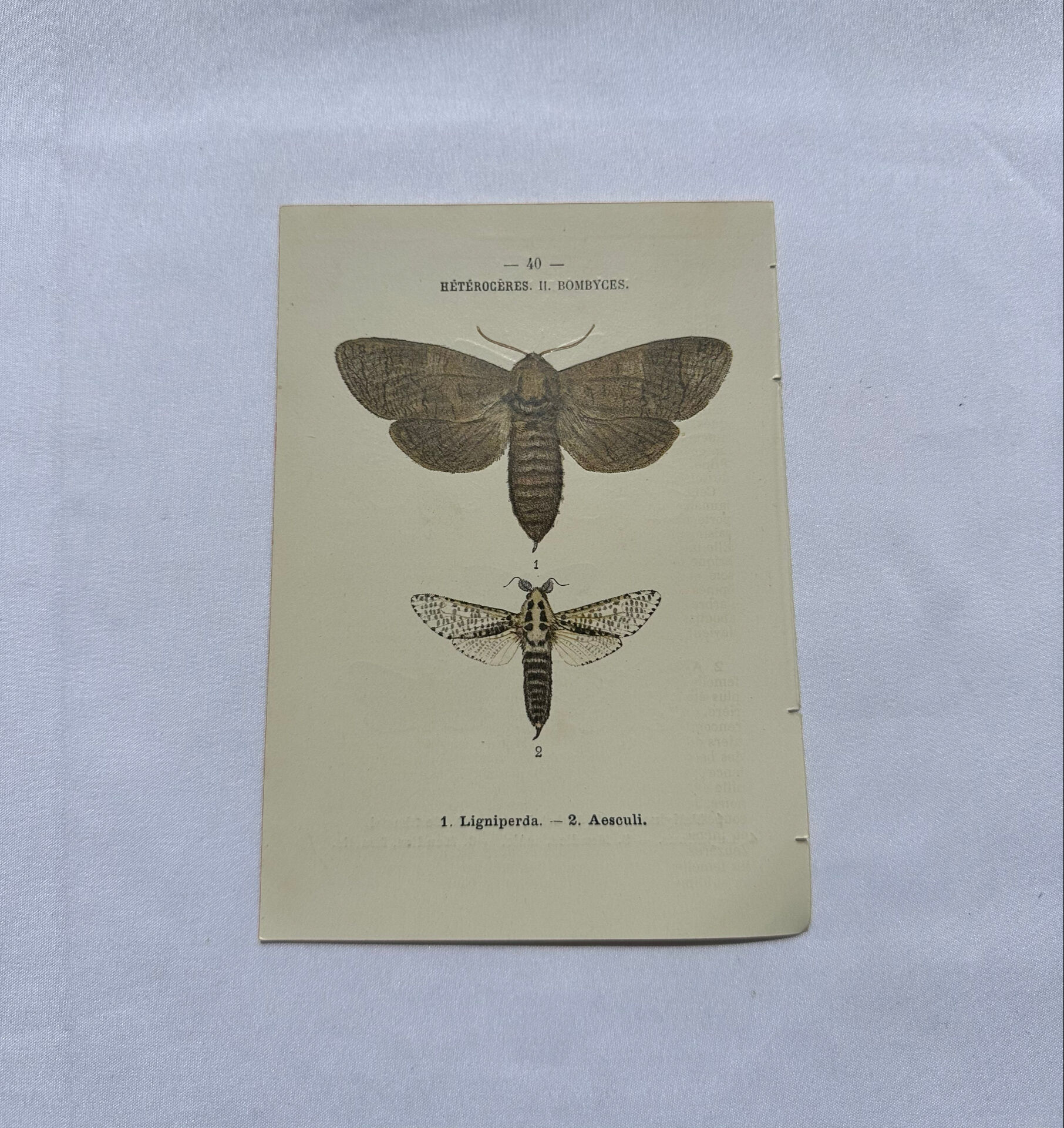Naturalist engraving butterfly 19th century Botanical plate drawing art