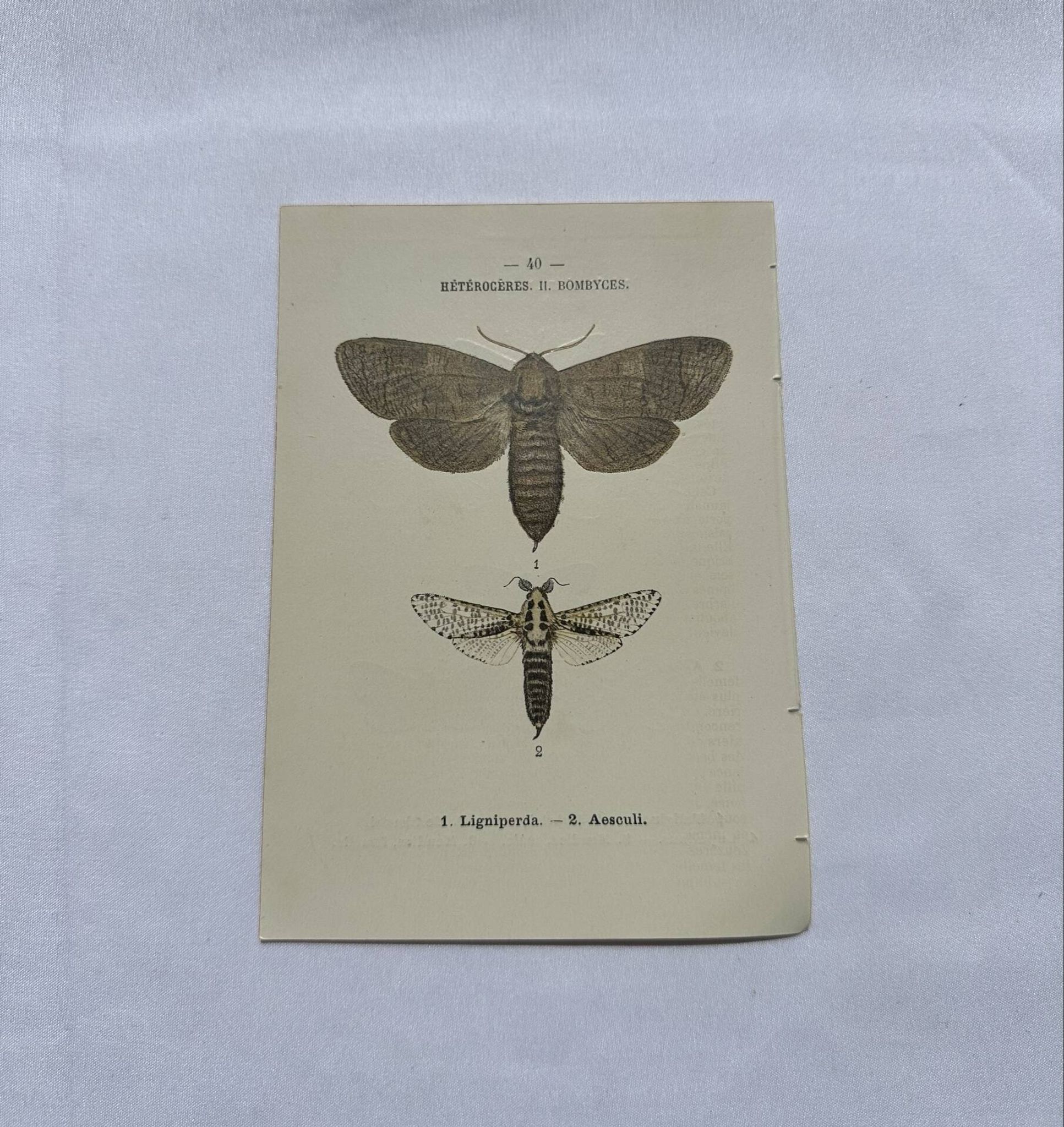 Naturalist engraving butterfly 19th century Botanical plate drawing art