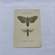 Naturalist engraving butterfly 19th century Botanical plate drawing art