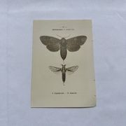 Naturalist engraving butterfly 19th century Botanical plate drawing art