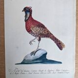 9 bird illustrations