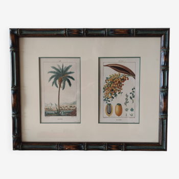 Datier framed botanical engraving by Turpin circa 1800