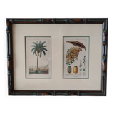 Datier framed botanical engraving by Turpin circa 1800