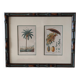 Datier framed botanical engraving by Turpin circa 1800