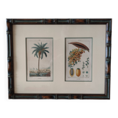Datier framed botanical engraving by Turpin circa 1800