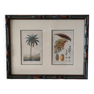 Datier framed botanical engraving by Turpin circa 1800