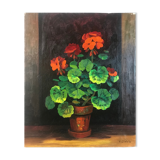 Geraniums