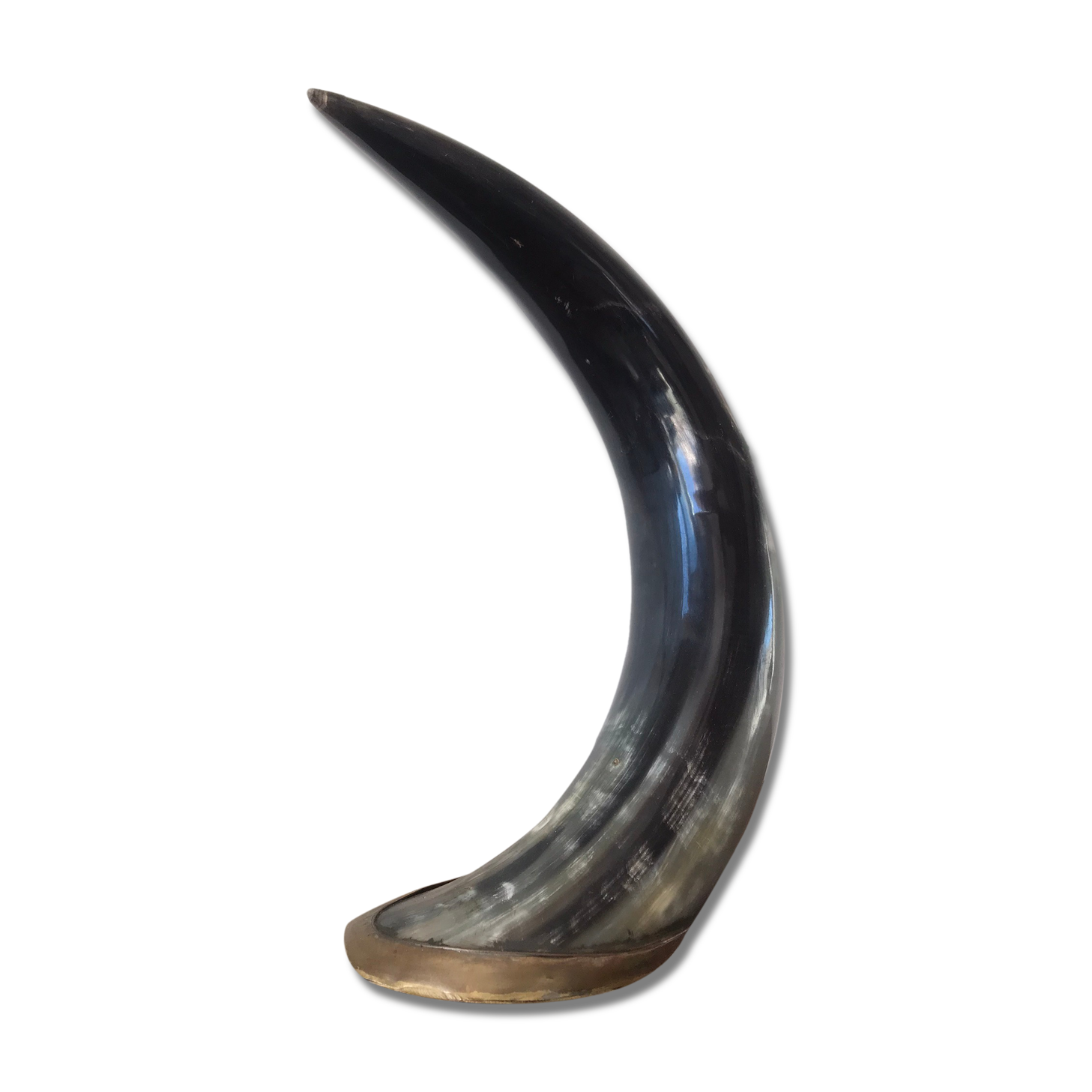Polished beef horn on brass base