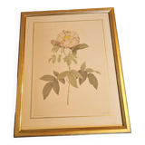 Redouté Pink Frame