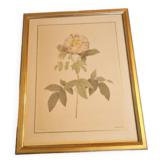 Redouté Pink Frame