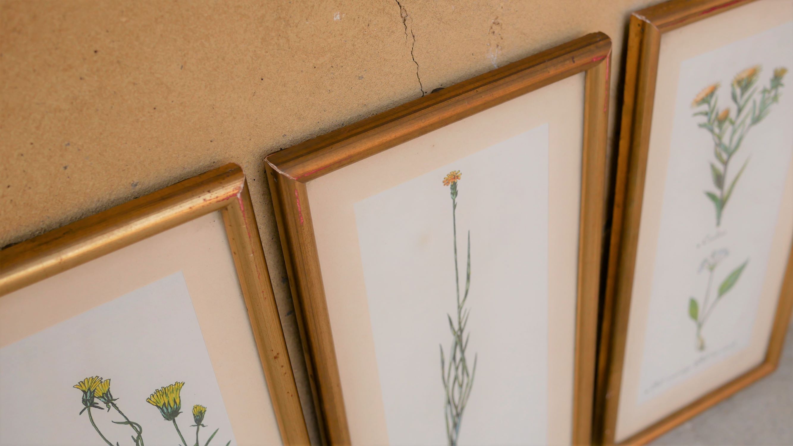 Series of 5 vintage botanical boards