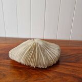 Beautiful sized 70s white coral, shell