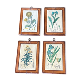 Set of 4 botanical plates