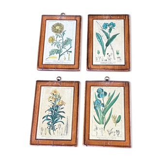 Set of 4 botanical plates