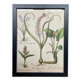 Framed plant engraving