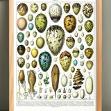 Egg poster, based on a 1928 lithograph