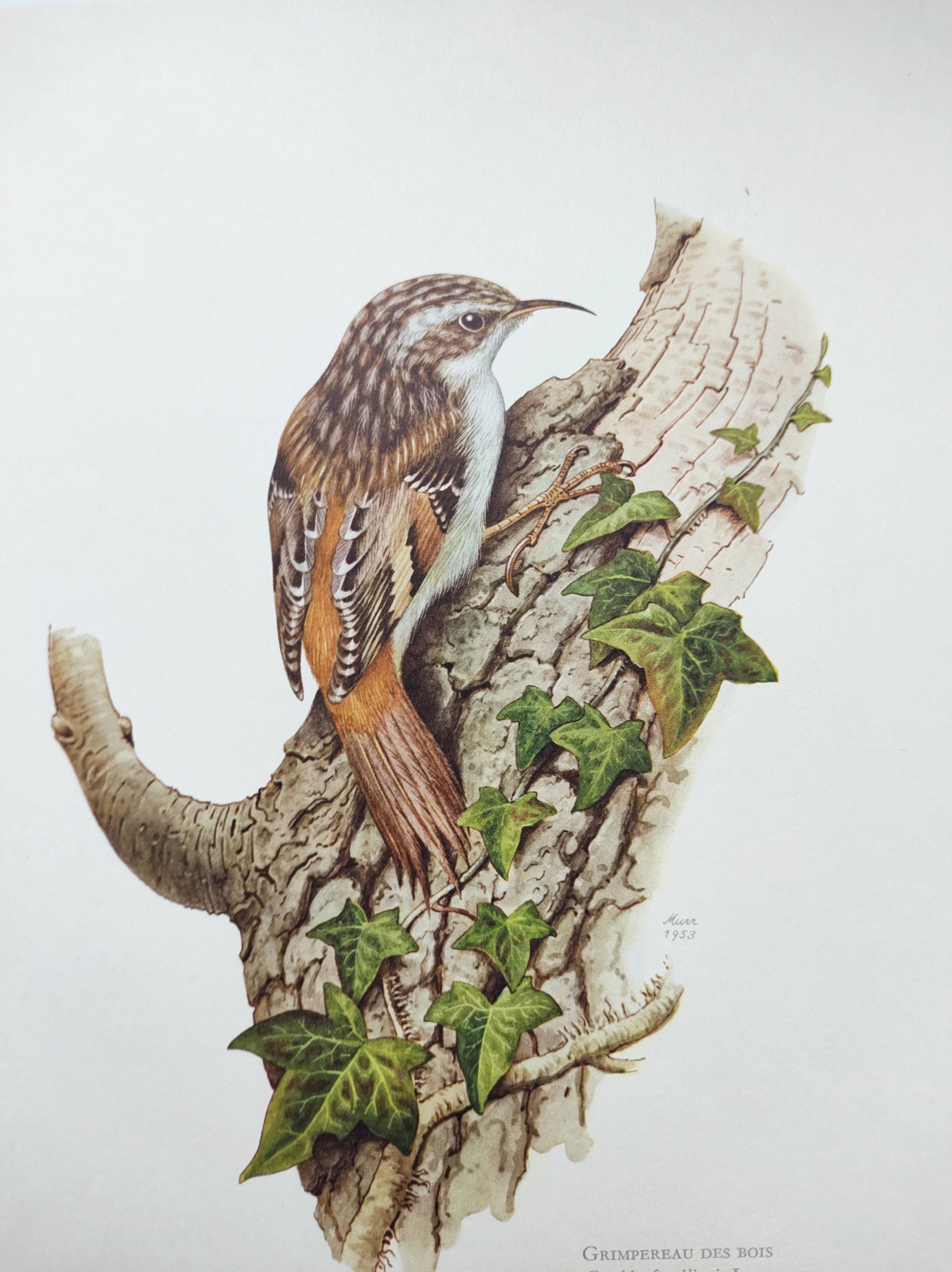 Vintage bird illustration from the 60s - Woodcreeper - Old zoological board