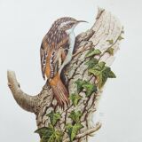 Vintage bird illustration from the 60s - Woodcreeper - Old zoological board