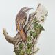 Vintage bird illustration from the 60s - Woodcreeper - Old zoological board