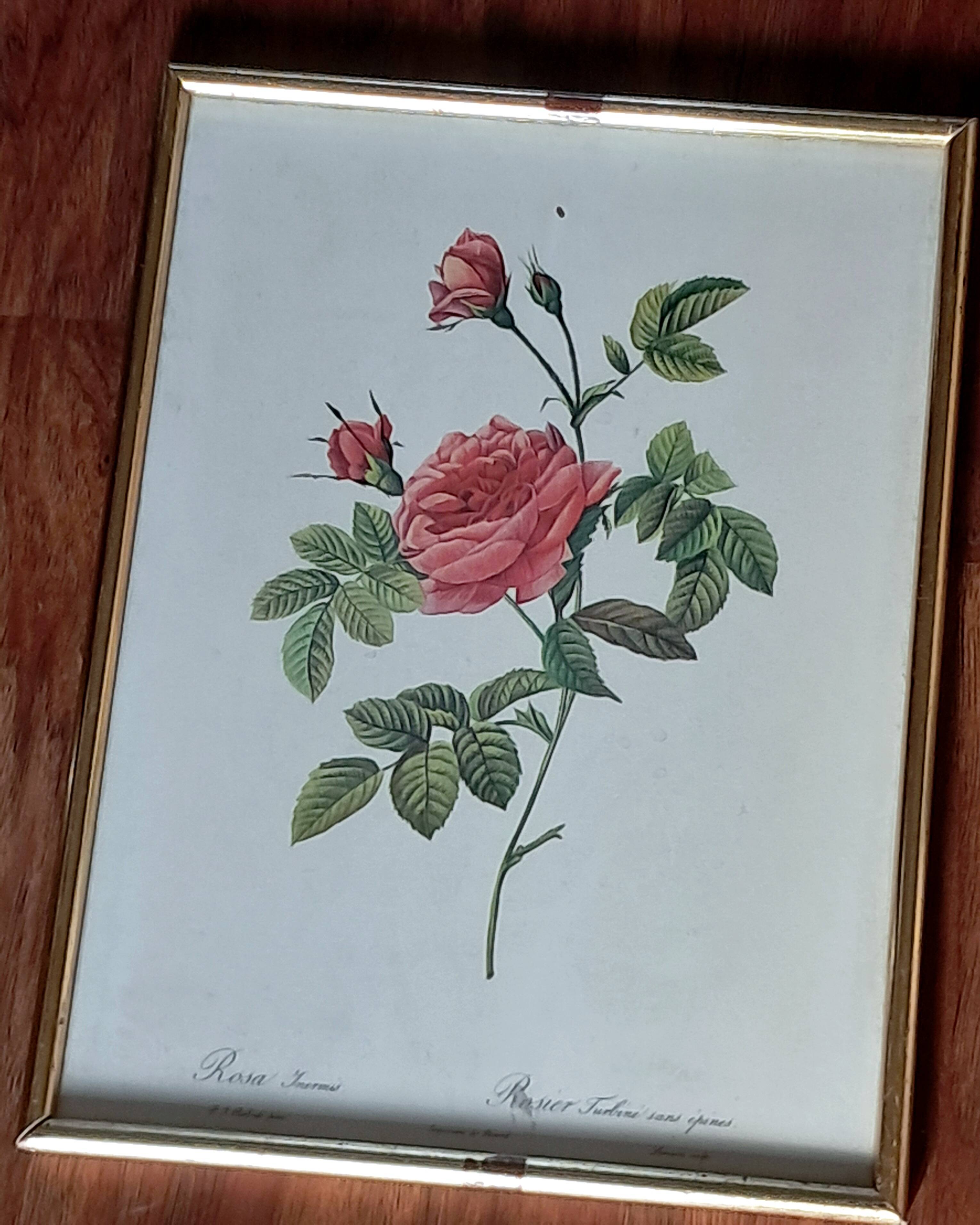 Redouté pink painting