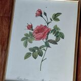 Tableau rose Redouté