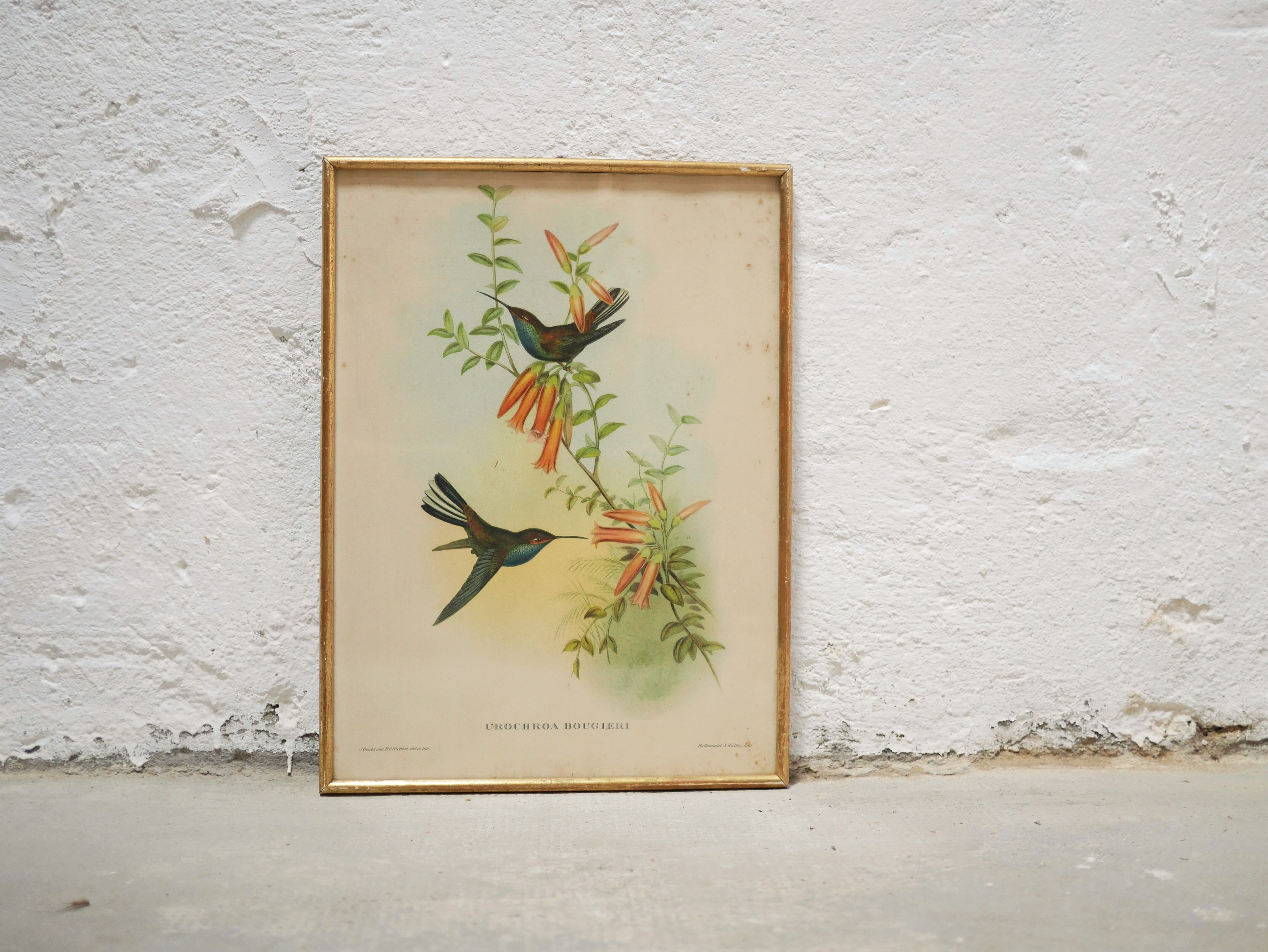 Vintage bird lithograph by J. Gould and H-C Richter