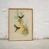 Vintage bird lithograph by J. Gould and H-C Richter