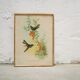 Vintage bird lithograph by J. Gould and H-C Richter