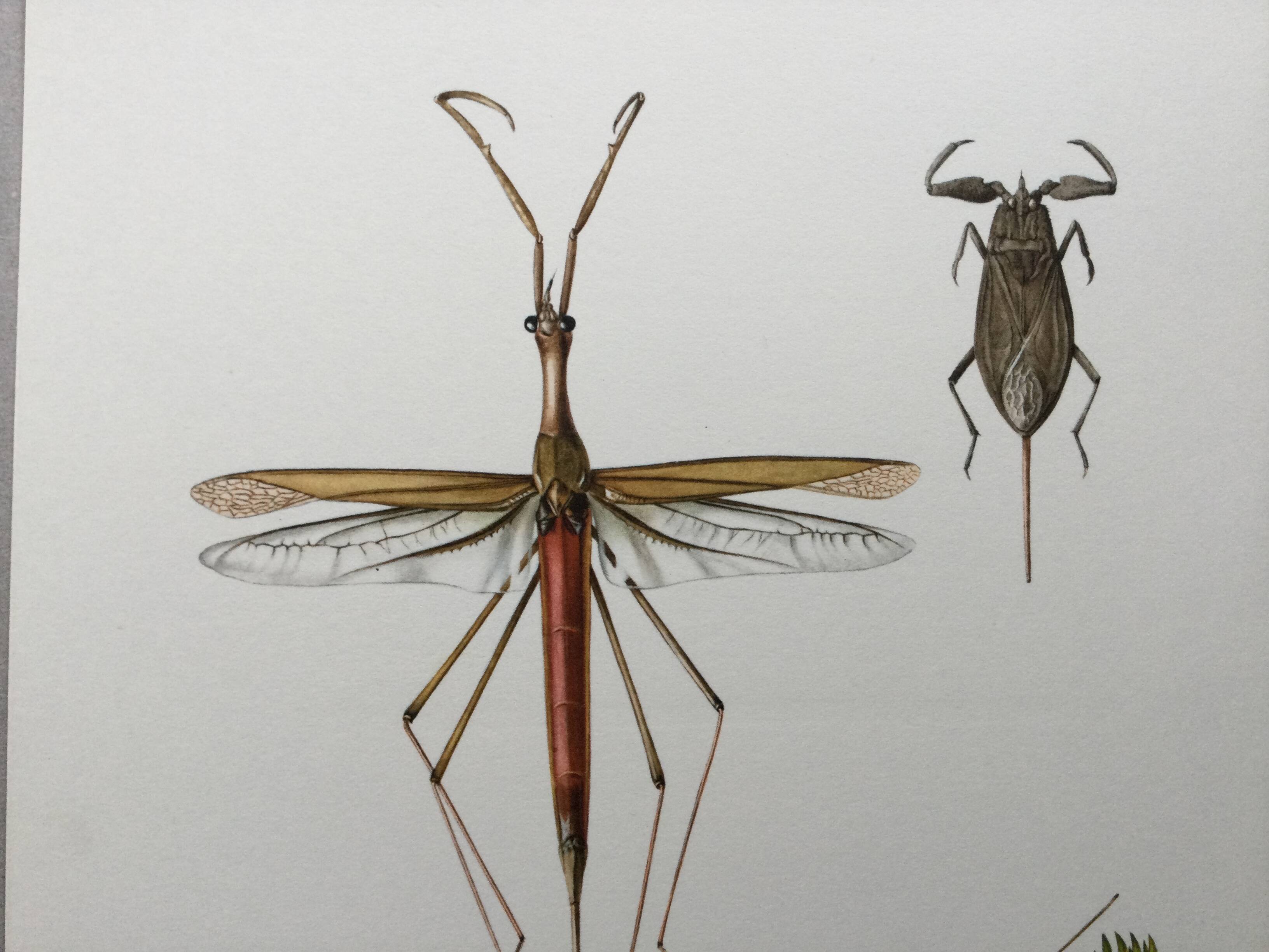 Vintage insect print. Original plate 1969.