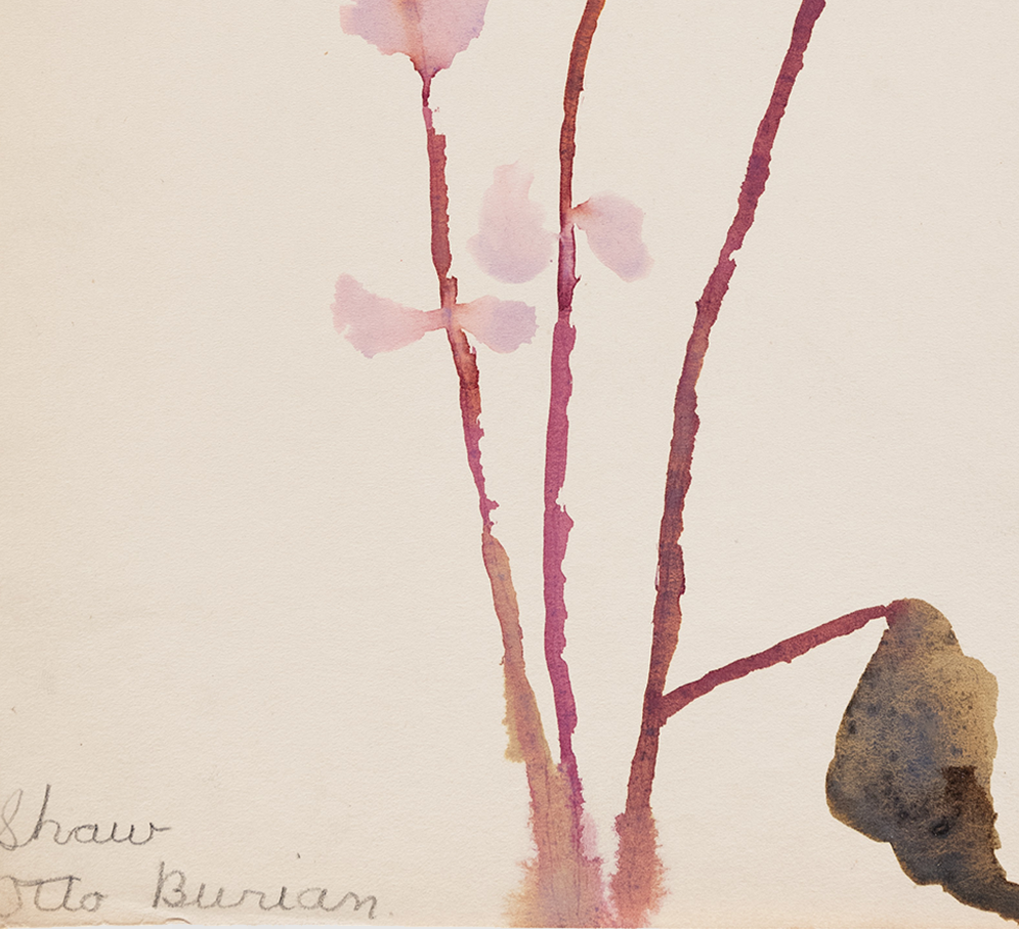 Watercolor illustration flowers