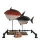 Large shell cypraea cassis rufa