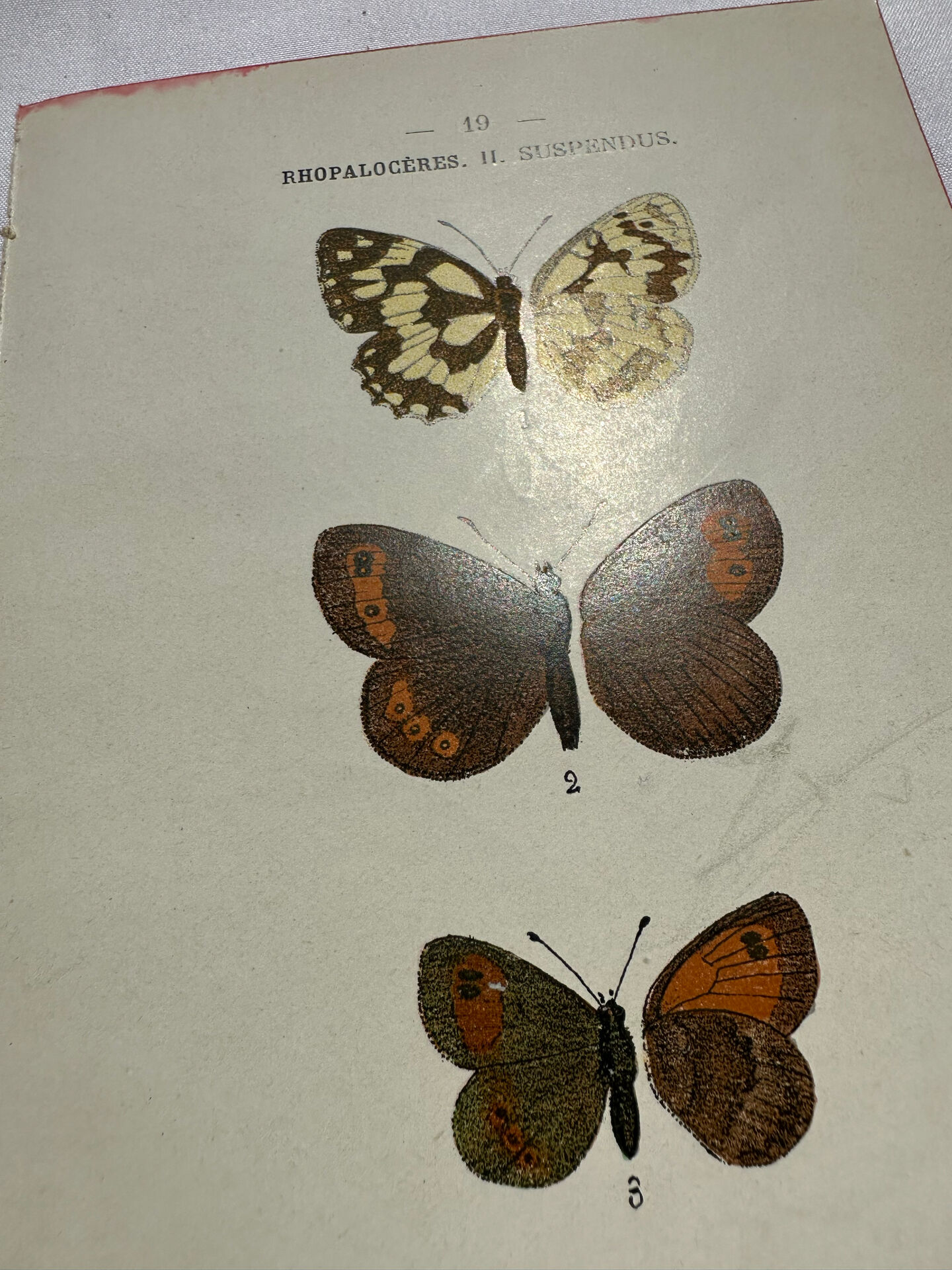 Botanical engraving double-sided butterflies naturalist plate etching