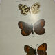 Botanical engraving double-sided butterflies naturalist plate etching