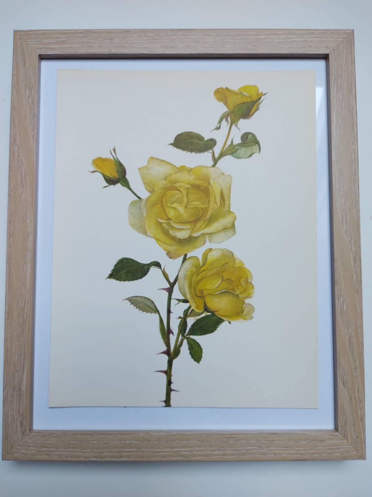 Vintage Botanical Print from 1968 - Golden Rapture - Rose Floral Illustration