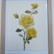 Vintage Botanical Print from 1968 - Golden Rapture - Rose Floral Illustration