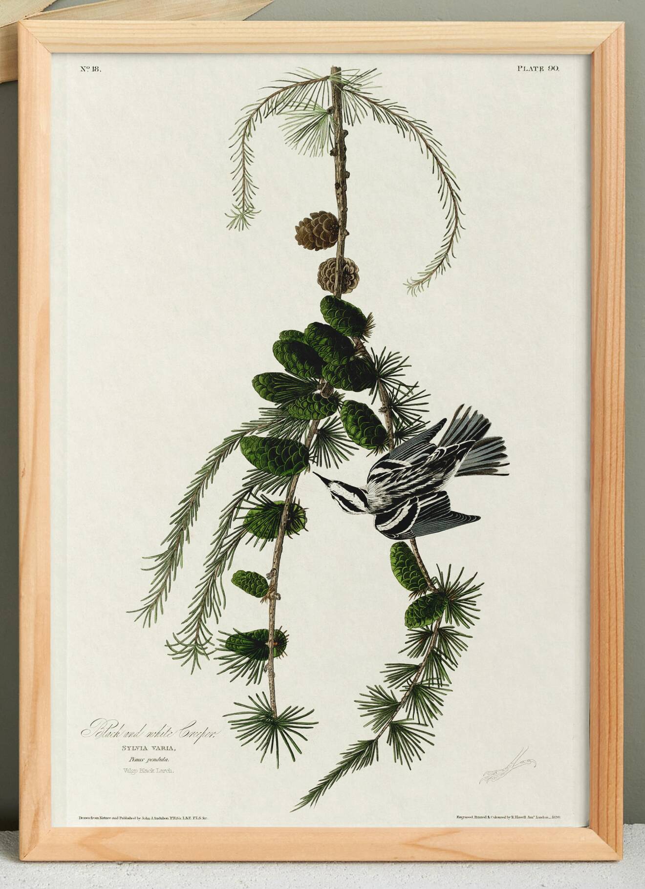 Black and white poster of the Warbler, after an old engraving from 1827